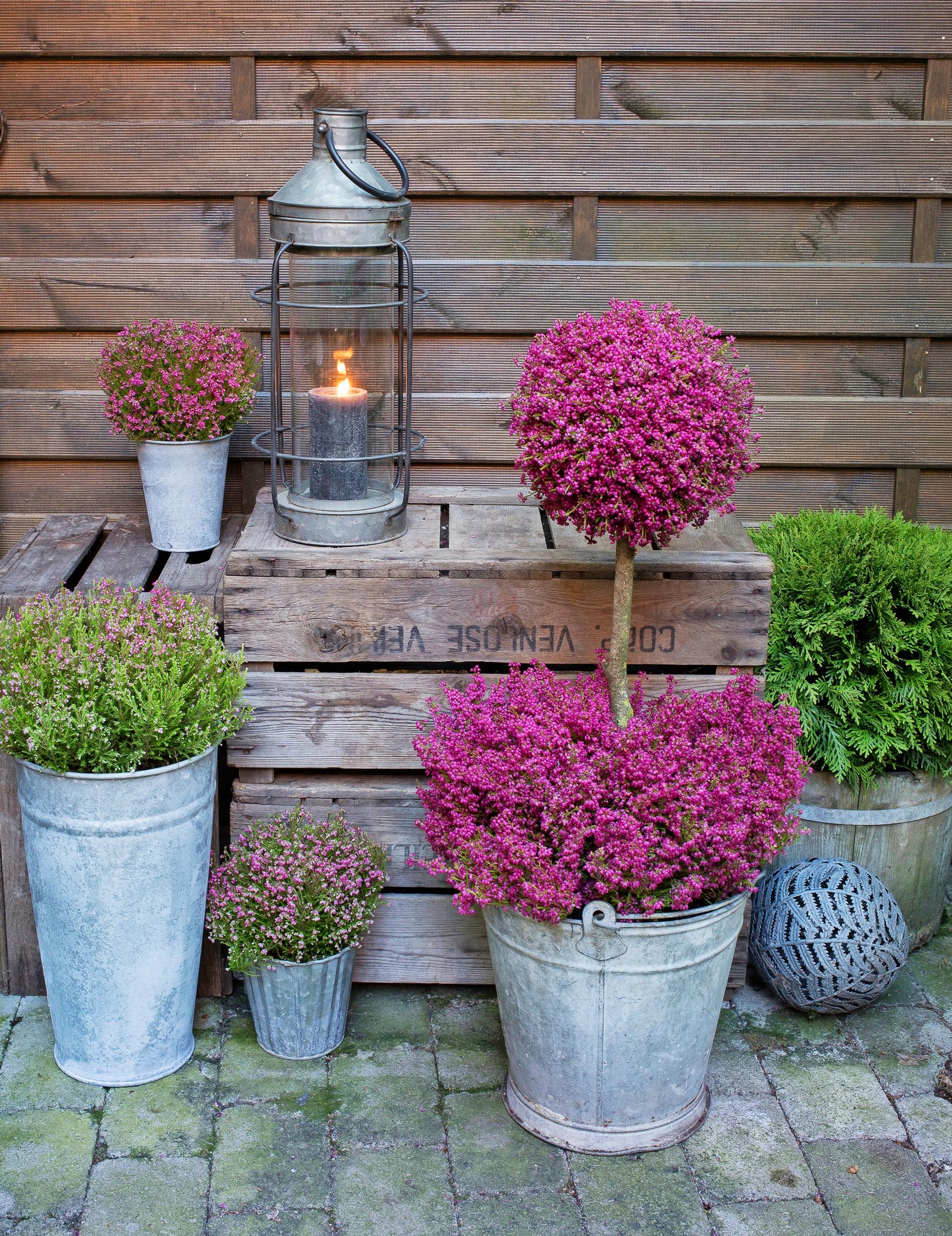 Meet the heather tree: a striking fall decoration for your terrace