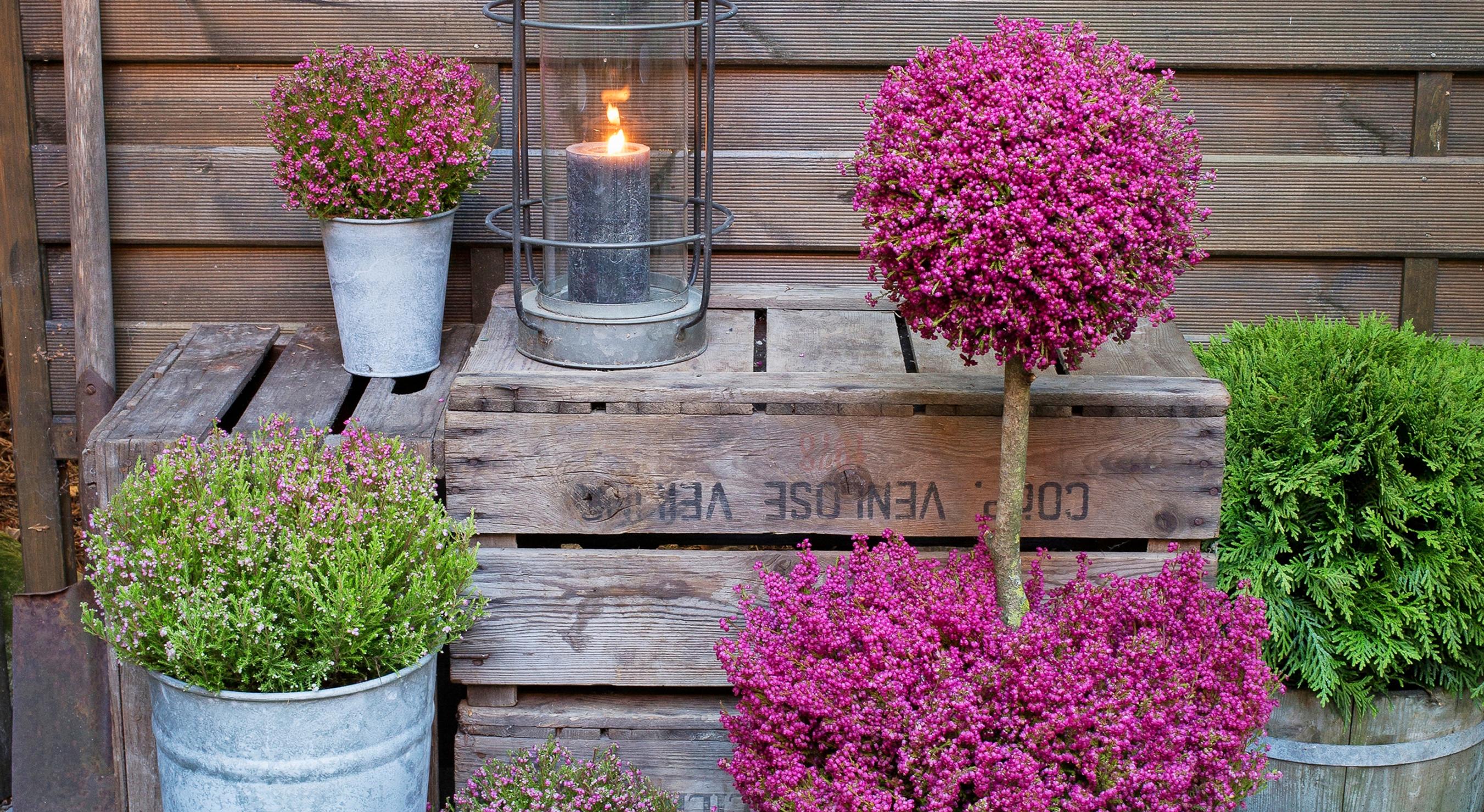 Meet the heather tree: a striking fall decoration for your terrace