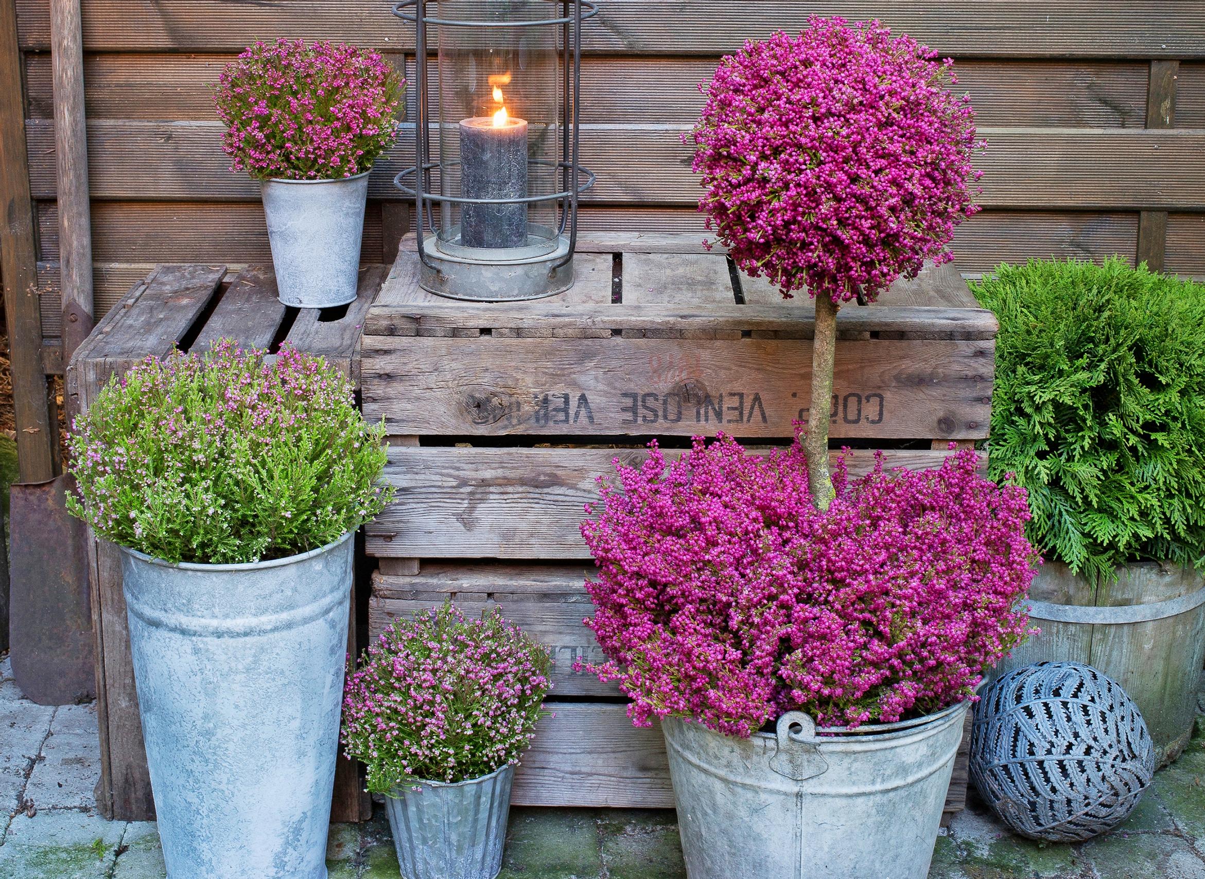 Meet the heather tree: a striking fall decoration for your terrace