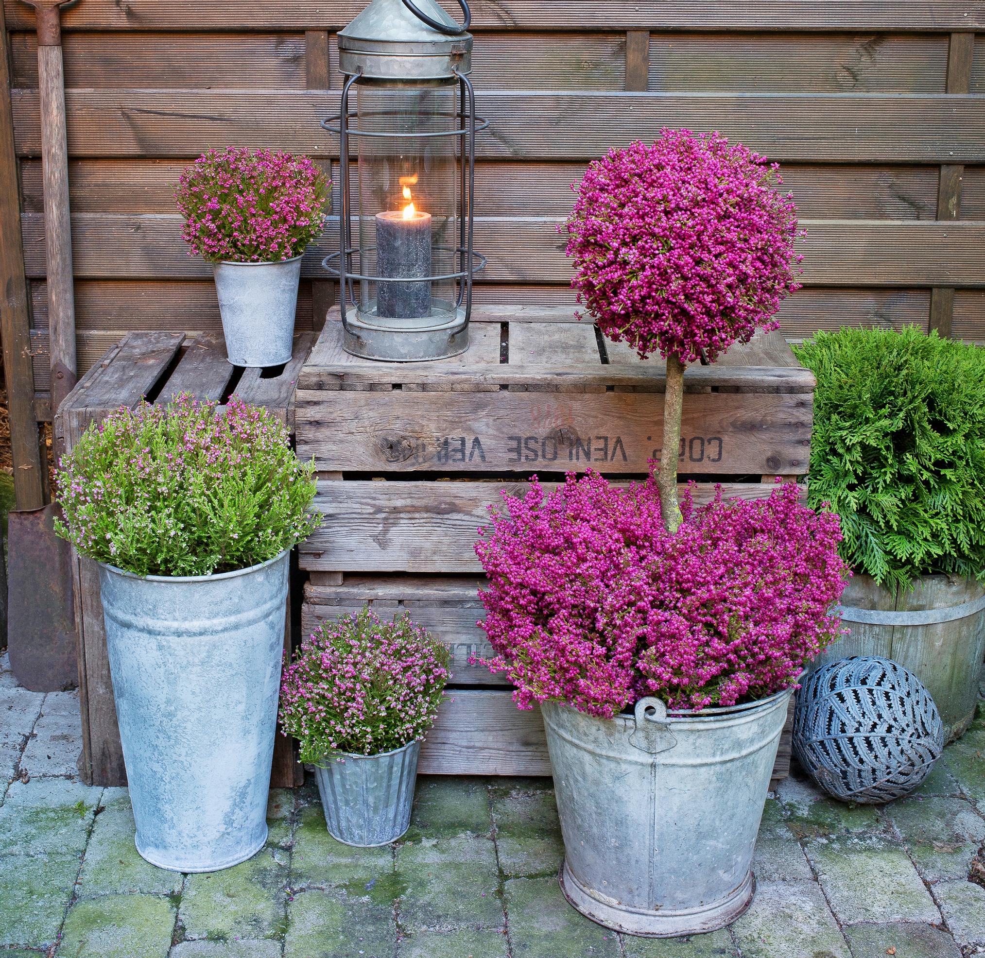 Meet the heather tree: a striking fall decoration for your terrace