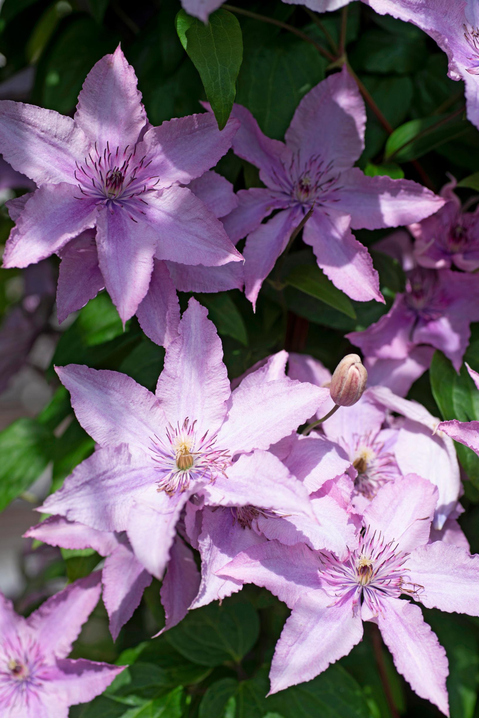 This lovely violet clematis has a long bloom period
