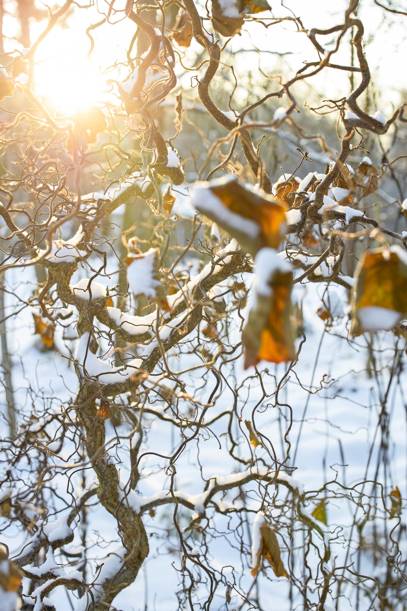 The twisted branches of the purple filbert are best showcased in winter.