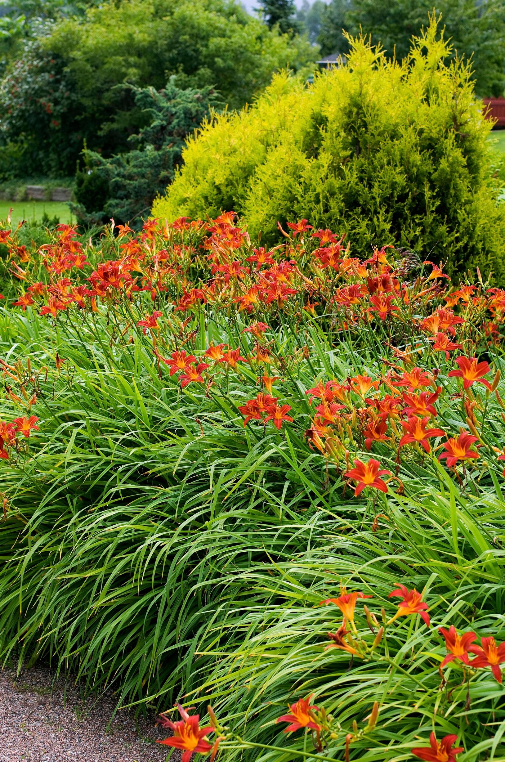 Easy grow perennial flowers