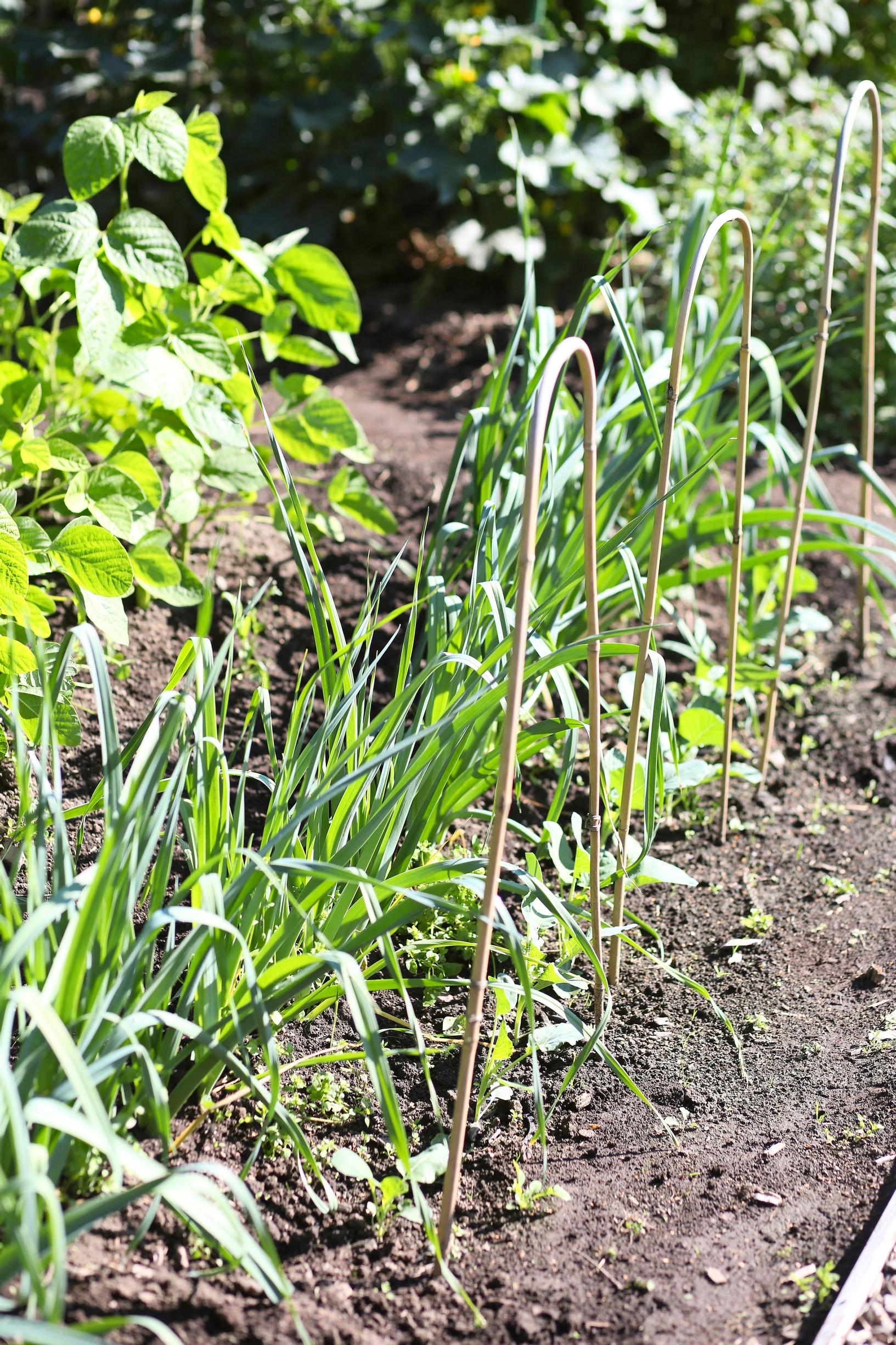 Leek growing on Kanako’s allotment