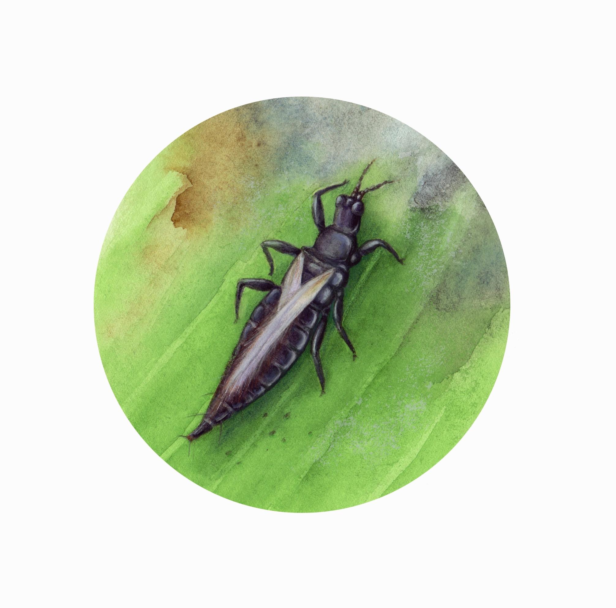 Houseplant pests: thrips