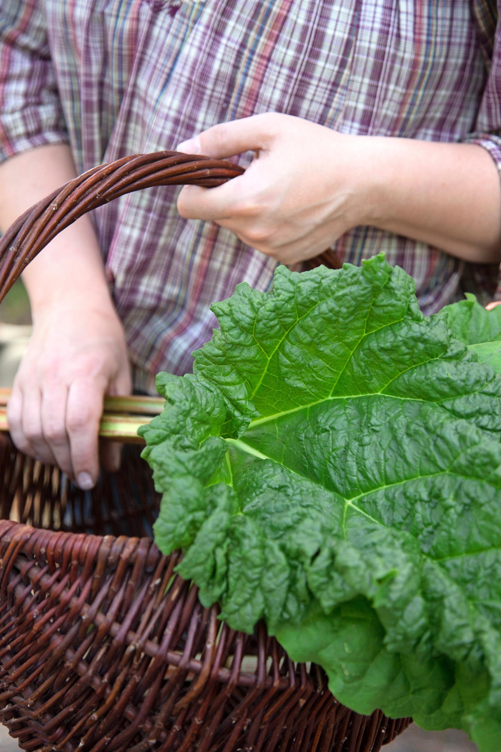 Rhubarb leaf
