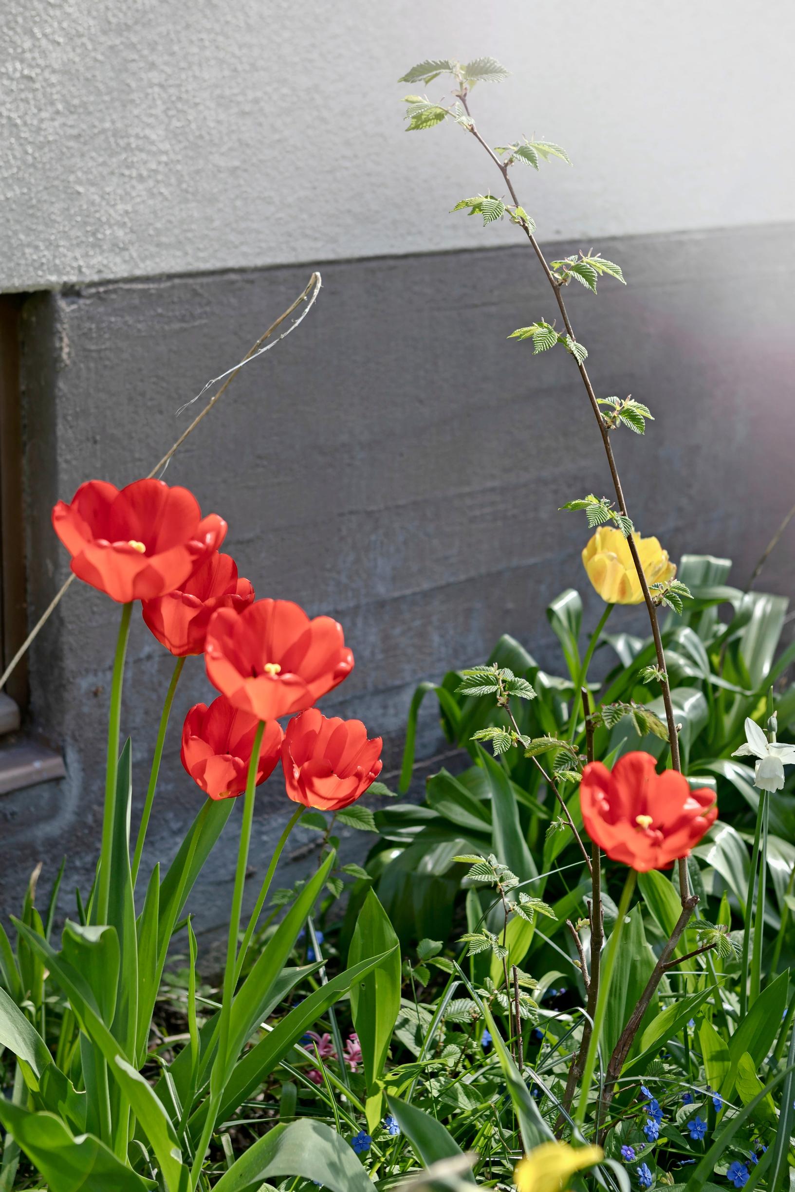 Red tulips in a flower bed