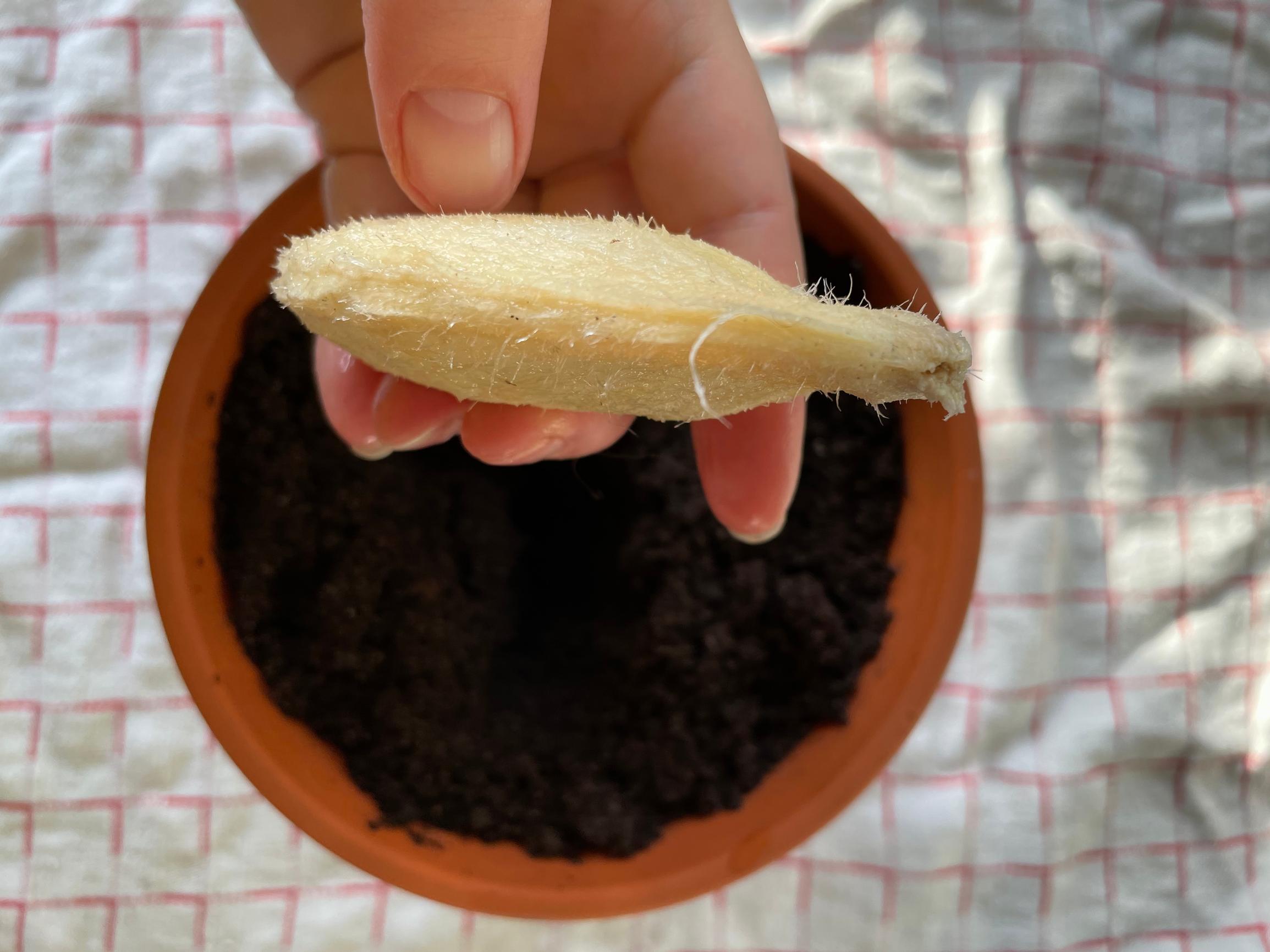How to plant a mango seed from the fruit: Mango seed held sideways above the pot