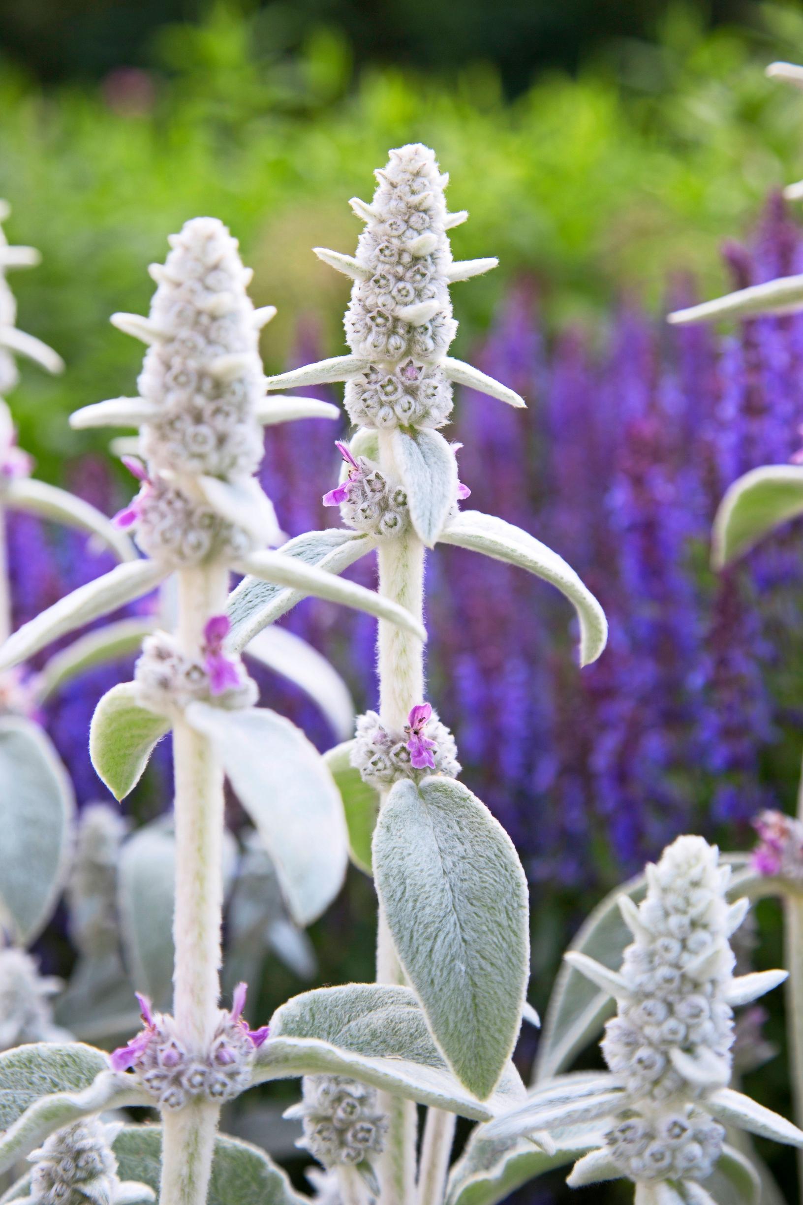 Lamb’s ear