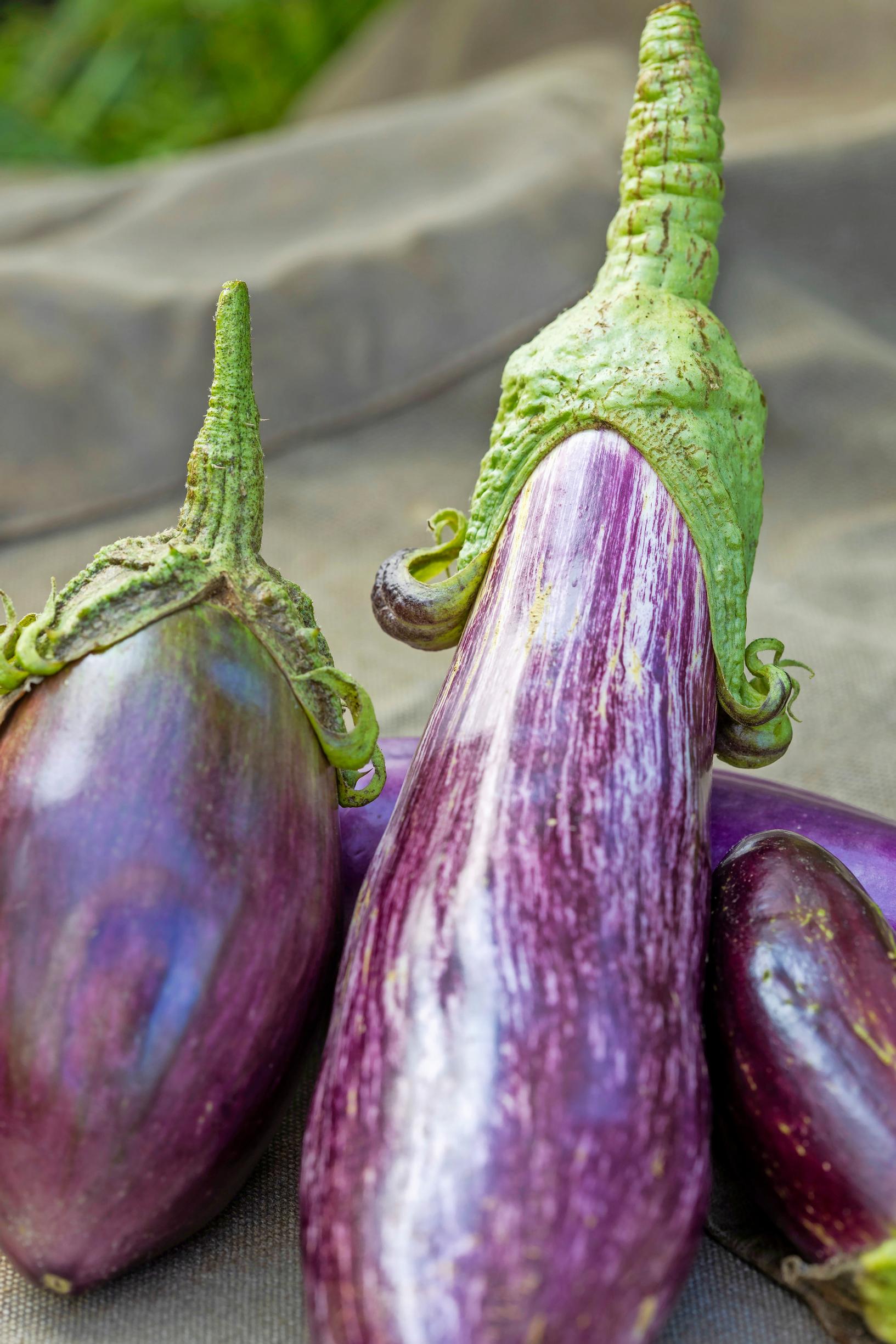 Eggplants
