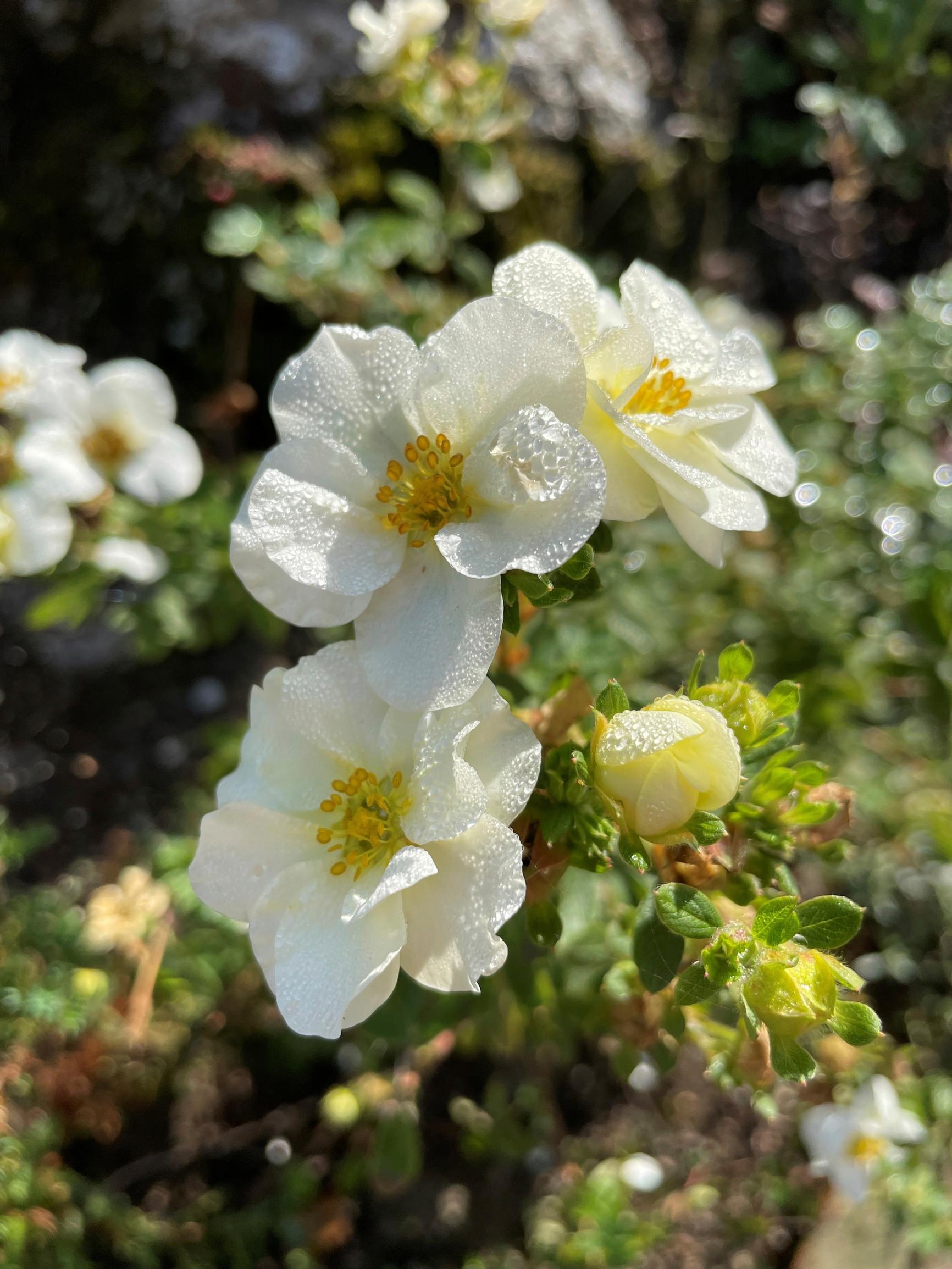 shrubby cinquefoil ‘Creme Brule’