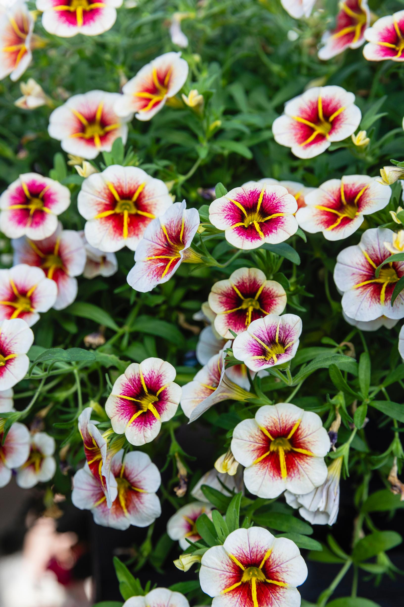 Multicolored million bells