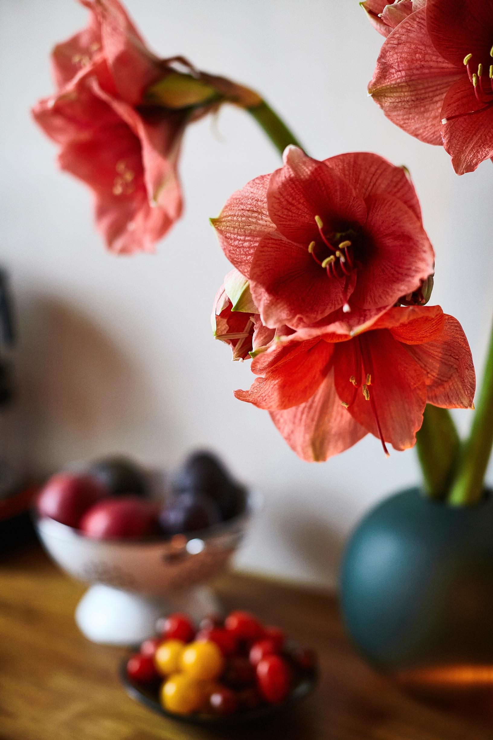 amaryllis in a vase.
