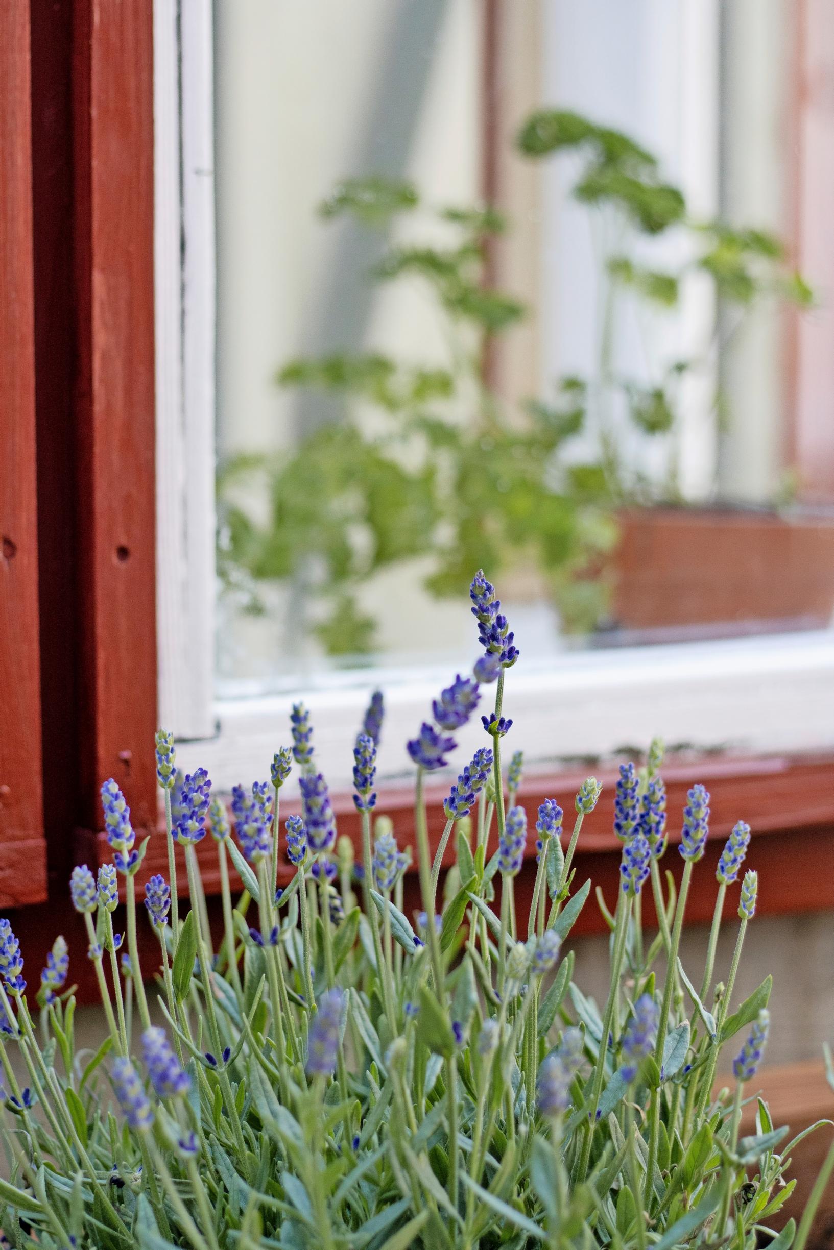 Photo of a raised bed with lavender growing in it.